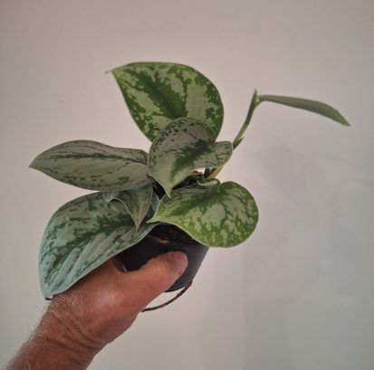 Scindapsus pictus 'Silver Satin' 20260802_160114
