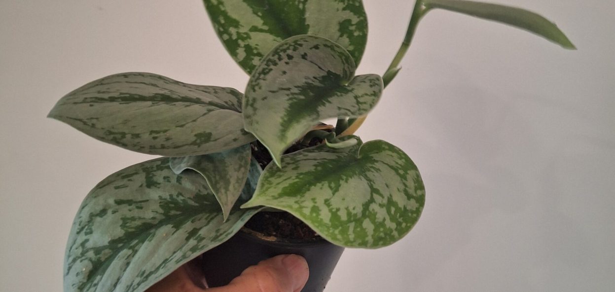 Scindapsus pictus 'Silver Satin' 20260802_160114