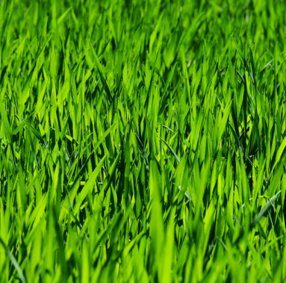 What we call a "barefoot lawn".