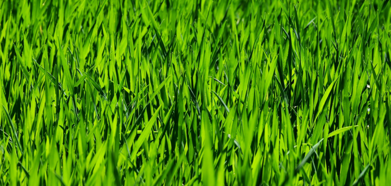 What we call a "barefoot lawn".