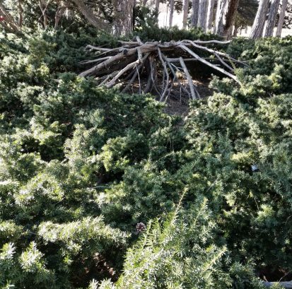 Dense Yew at Gage Park in Hamilton, Ontario. I remember these plants from my youth - circa 10 years old. We'd ride our bikes through the park and hide "under" these yews thinking no one could hear us.....