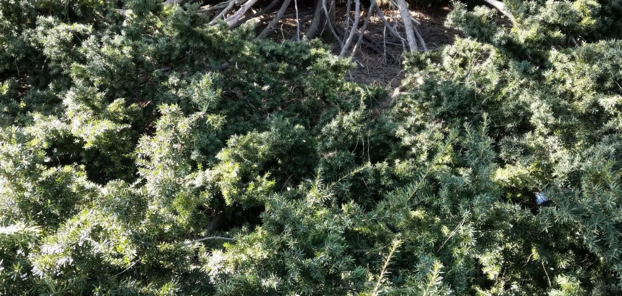 Dense Yew at Gage Park in Hamilton, Ontario. I remember these plants from my youth - circa 10 years old. We'd ride our bikes through the park and hide "under" these yews thinking no one could hear us.....