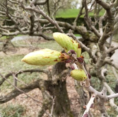 Wisteria flower buds in winter.