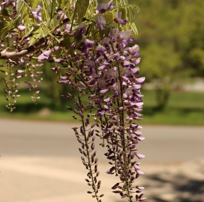 Wisteria IMG_9418 small
