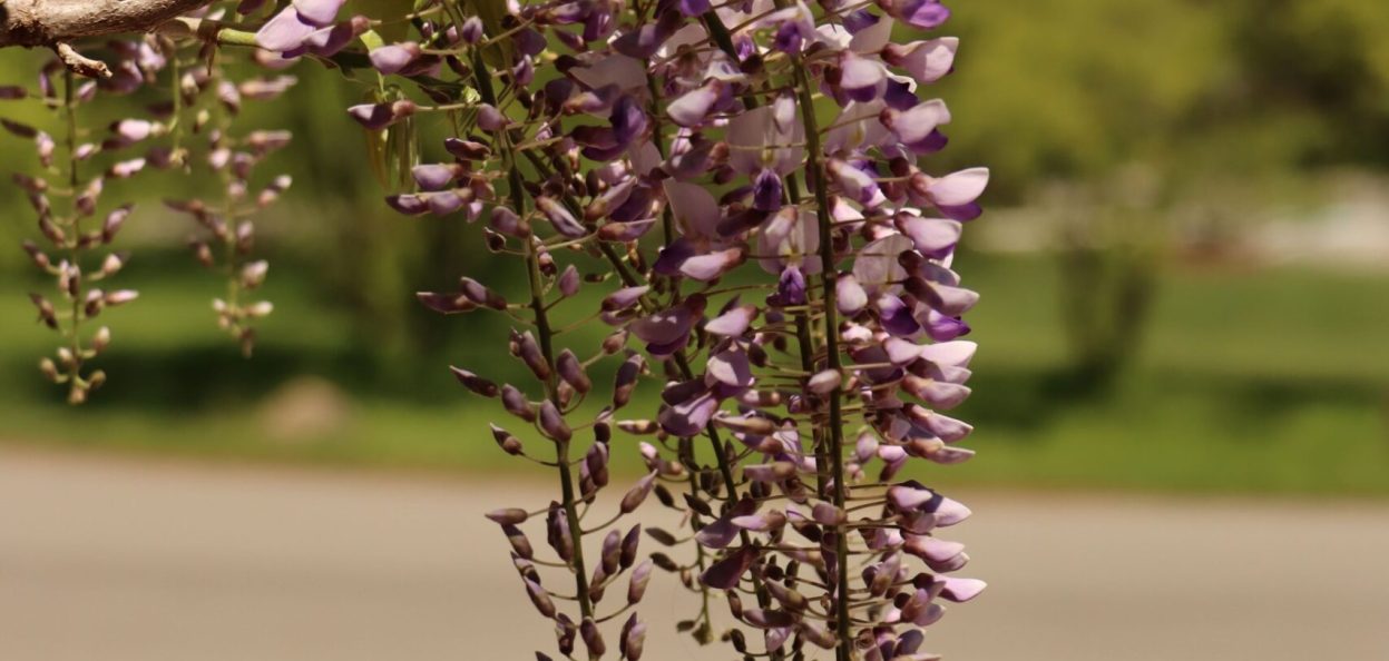 Wisteria IMG_9418 small