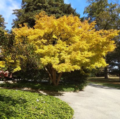 Acer palmatum - Longwood Gardens.