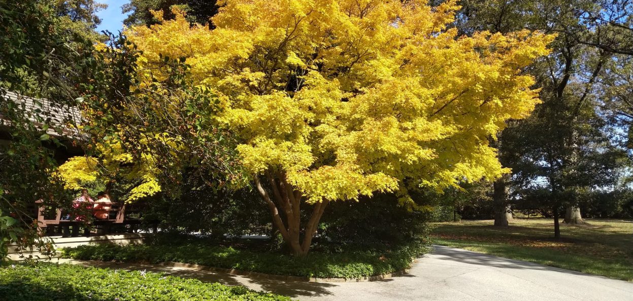 Acer palmatum - Longwood Gardens.