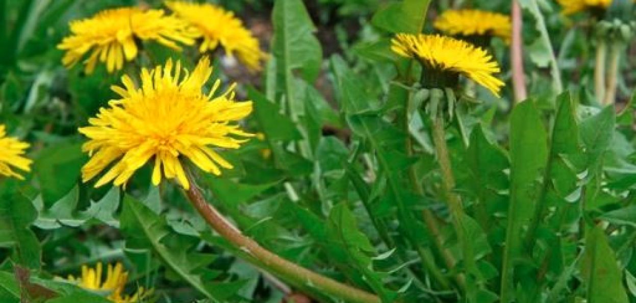Dandelion