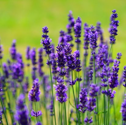 hans-lavender-1117275_1920