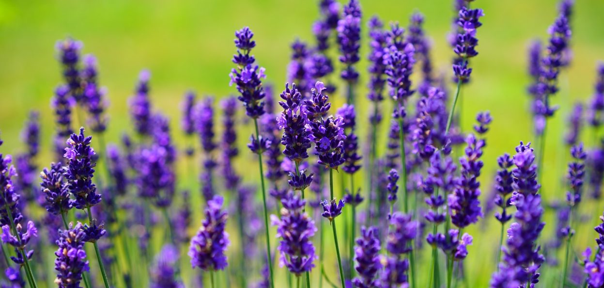 hans-lavender-1117275_1920