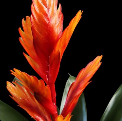 hansbenn-bromeliad-1357286_1920