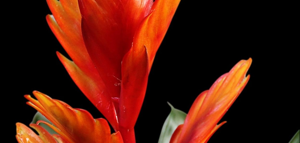 hansbenn-bromeliad-1357286_1920