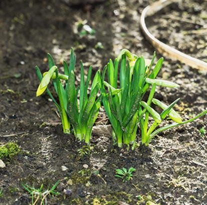 little-young-daffodils-early-spring-daylight-garden (1)