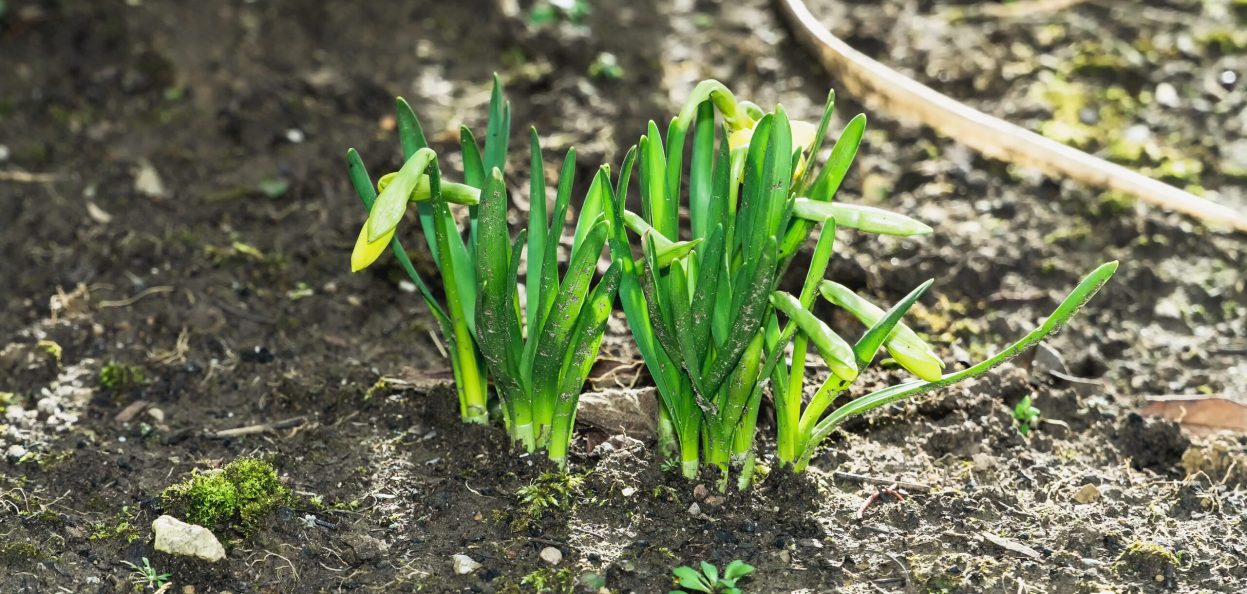 little-young-daffodils-early-spring-daylight-garden (1)
