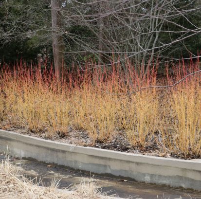 small Cornus sanguinea 'Midwinter Fire'IMG_4413