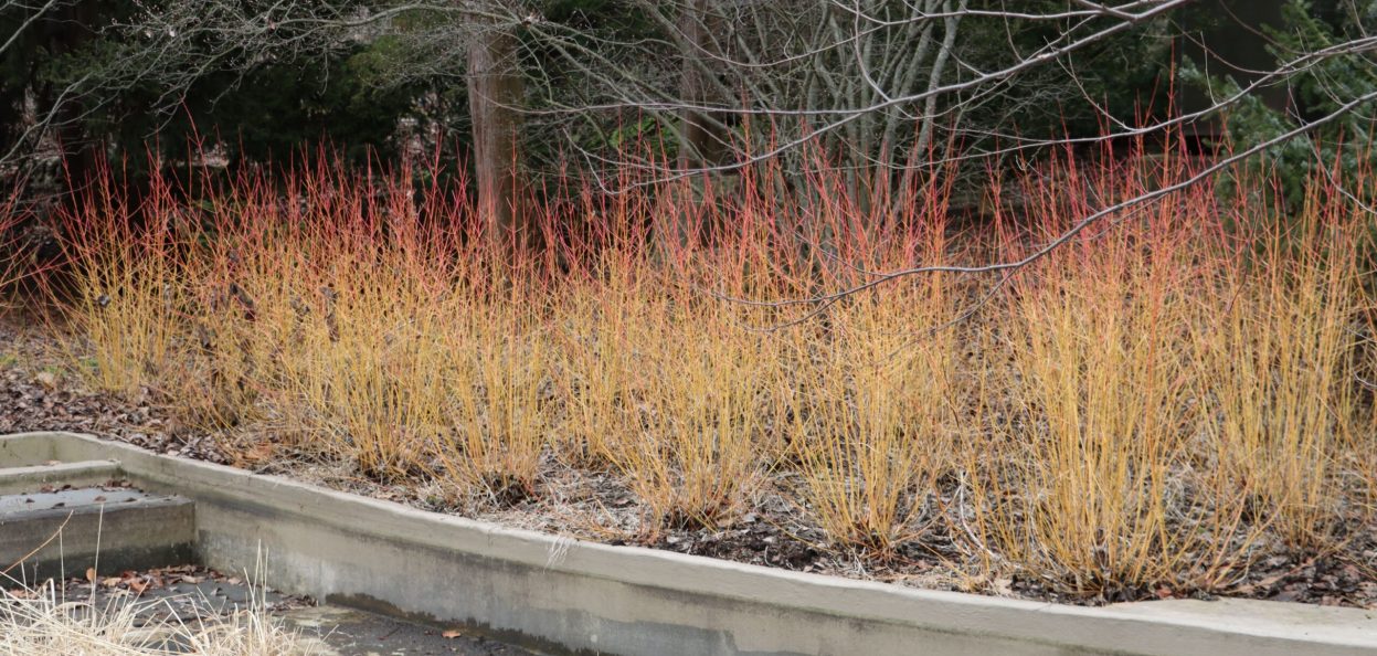 small Cornus sanguinea 'Midwinter Fire'IMG_4413