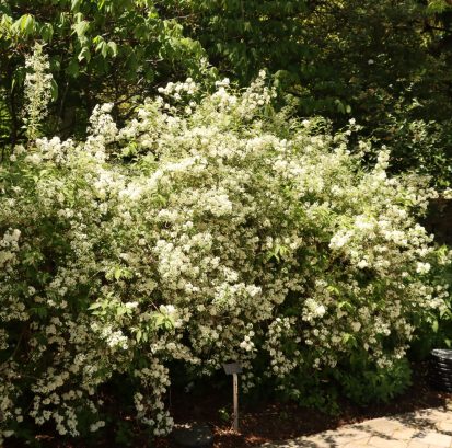 Deutzia xlemoinei 'Compacta'