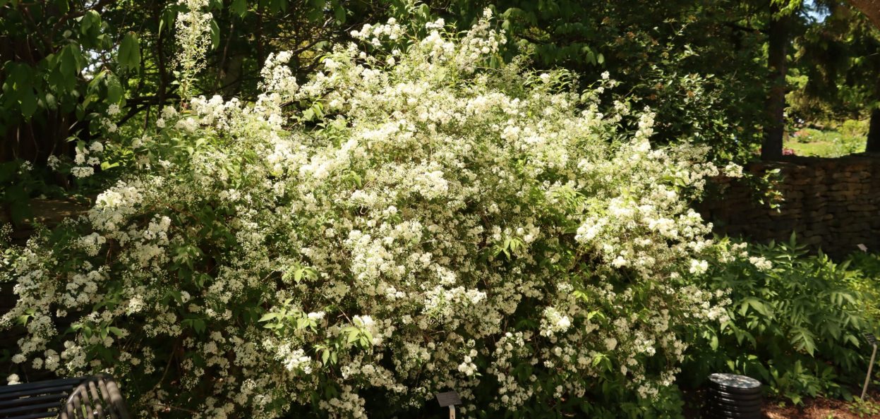 Deutzia xlemoinei 'Compacta'