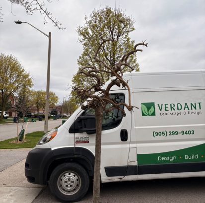 Completed pollarding of a mulberry in Mississauga.