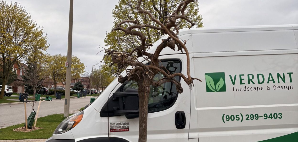 Completed pollarding of a mulberry in Mississauga.