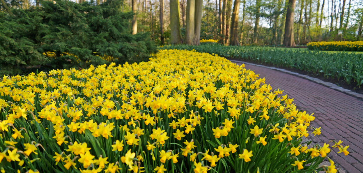 Narcissus Tete a Tete