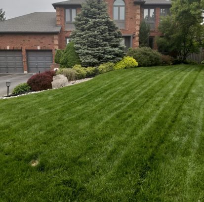 turf IMG_20190604_102852