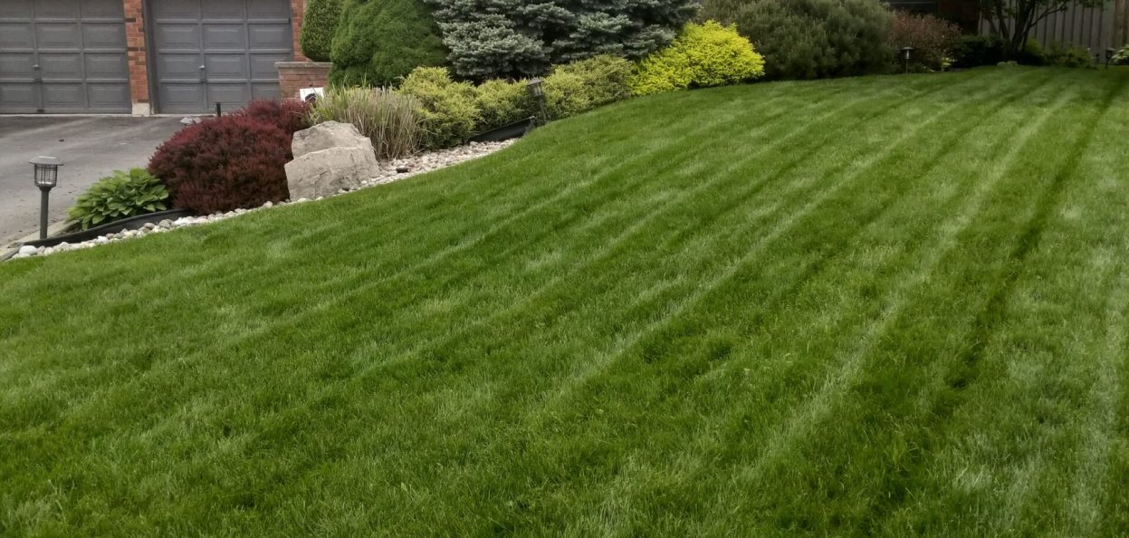 turf IMG_20190604_102852